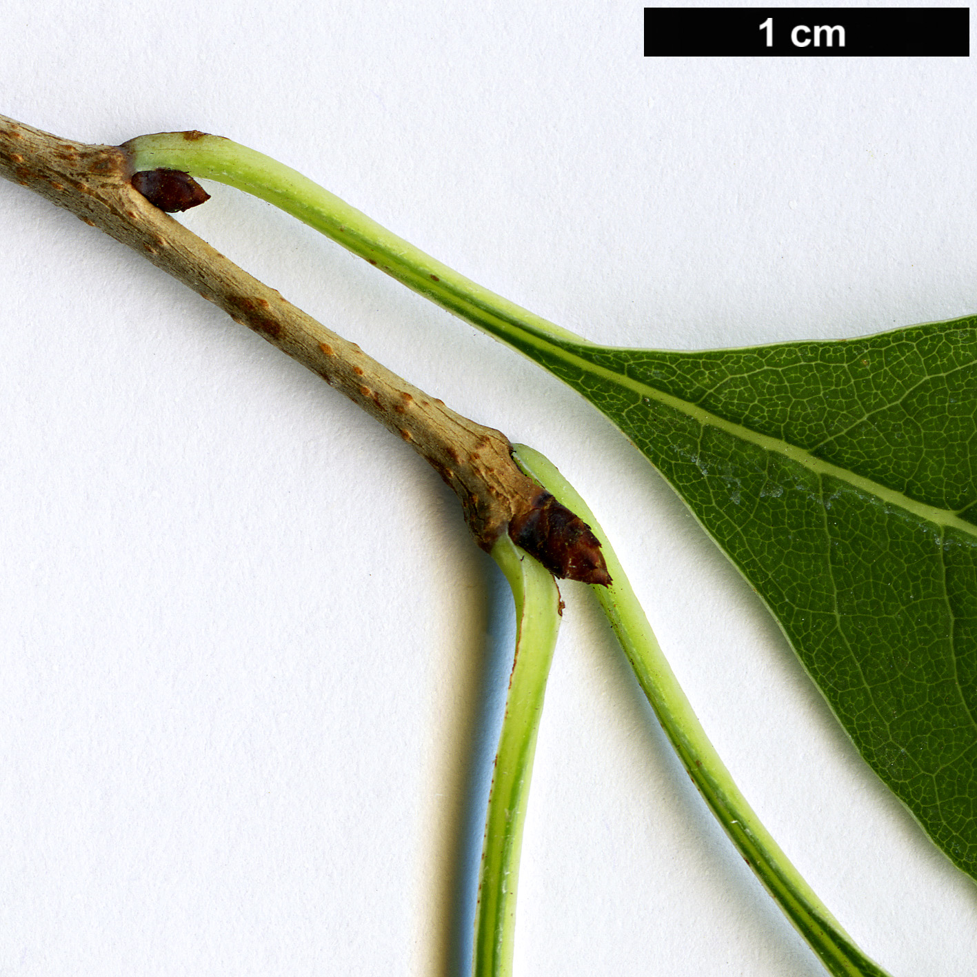 High resolution image: Family: Rosaceae - Genus: Exochorda - Taxon: giraldii - SpeciesSub: var. wilsonii High resolution image: Family: Rosaceae - Genus: Exochorda - Taxon: giraldii - SpeciesSub: var. wilsonii